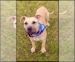 Small #2 American Staffordshire Terrier-Labrador Retriever Mix