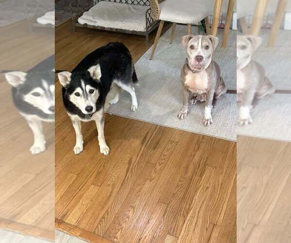 Medium Photo #3 American Staffordshire Terrier-Unknown Mix Puppy For Sale in Lakewood, CO, USA