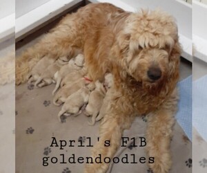 Mother of the Goldendoodle puppies born on 03/02/2022