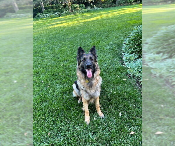 Medium Photo #4 German Shepherd Dog Puppy For Sale in Cupertino, CA, USA