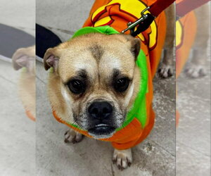 Pug Dogs for adoption in Fairfax, VA, USA