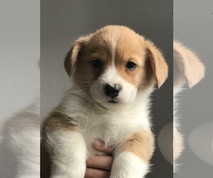 Pembroke Welsh Corgi Puppy for sale in ARTHUR, IL, USA