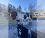 Small Photo #2 Basset Hound Puppy For Sale in DALTON, GA, USA