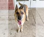 Small #1 German Shepherd Dog