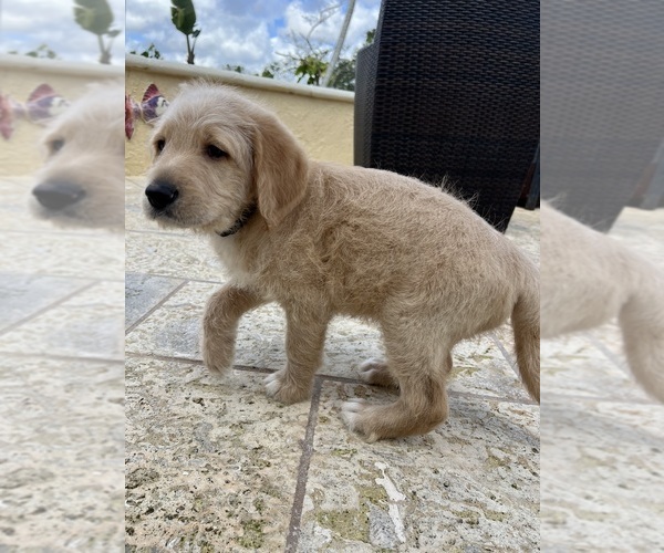 Medium Photo #6 Labradoodle Puppy For Sale in FORT LAUDERDALE, FL, USA