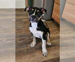 Small #4 Mutt