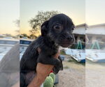 Small #3 Mutt