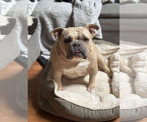 Bulldog Dogs for adoption in Phoenix, AZ, USA