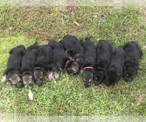 German Shepherd Dog Puppy for sale in BLACKSHEAR, GA, USA