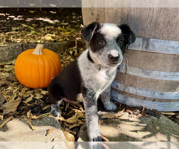 Medium Photo #1 Mutt Puppy For Sale in Santa Rosa, CA, USA
