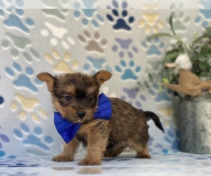 Carkie Puppy for sale in LANCASTER, PA, USA