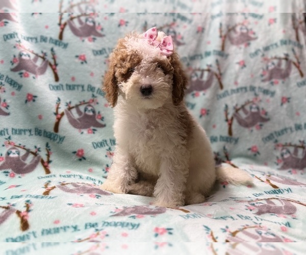 Medium Photo #4 Poodle (Miniature) Puppy For Sale in LAKELAND, FL, USA