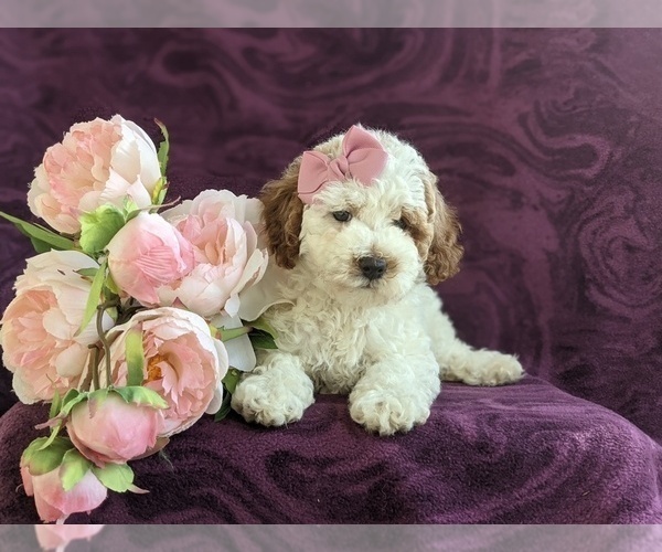 Medium Photo #6 Cockapoo-Poodle (Miniature) Mix Puppy For Sale in NEW HOLLAND, PA, USA