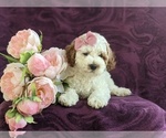 Small Photo #6 Cockapoo-Poodle (Miniature) Mix Puppy For Sale in NEW HOLLAND, PA, USA