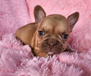 French Bulldog Puppy for sale in LAS VEGAS, NV, USA