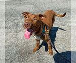 Small #8 Labrador Retriever Mix