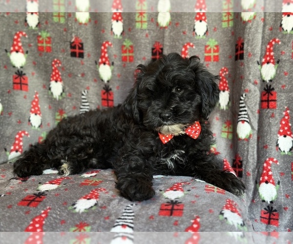 Medium Photo #9 YorkiePoo Puppy For Sale in LAKELAND, FL, USA