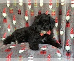 Small Photo #9 YorkiePoo Puppy For Sale in LAKELAND, FL, USA
