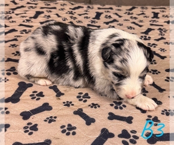 Medium Photo #22 Australian Shepherd Puppy For Sale in SALISBURY, NC, USA