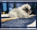 Small Photo #5 Pomeranian Puppy For Sale in VICTORVILLE, CA, USA