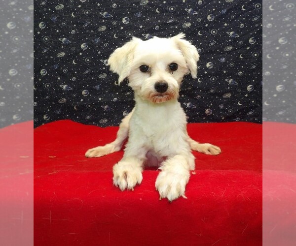 Medium Photo #5 Maltese Puppy For Sale in PATERSON, NJ, USA