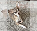 Small #1 Chihuahua Mix
