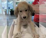 Small Great Pyrenees