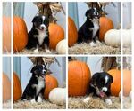 Puppy 1 Miniature Australian Shepherd