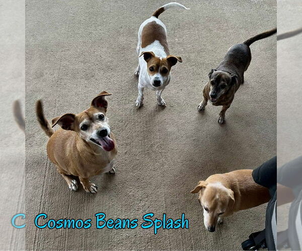 Medium Photo #28 Chiweenie Puppy For Sale in San Antonio, TX, USA