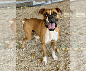 Boxer Dogs for adoption in Austin, TX, USA