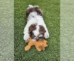 Small Photo #1 Shih Apso Puppy For Sale in GOODYEAR, AZ, USA