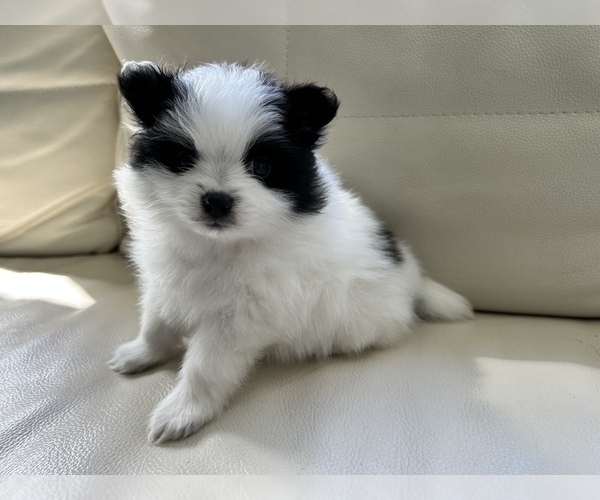 Medium Photo #9 Pomeranian Puppy For Sale in DES MOINES, WA, USA