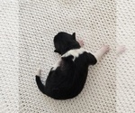 Puppy BLAZE Akita