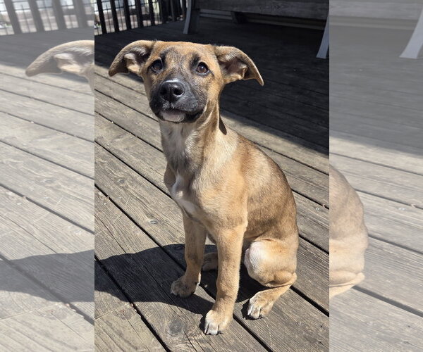 Medium Photo #3 Mutt Puppy For Sale in Brooklyn Center, MN, USA