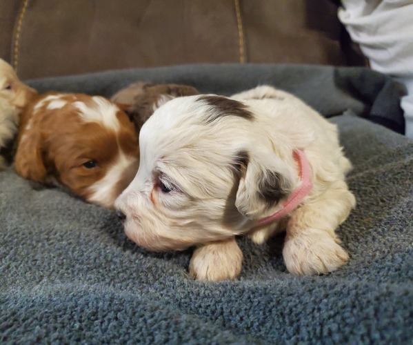 Medium Photo #10 Bernedoodle (Miniature) Puppy For Sale in LEETONIA, OH, USA