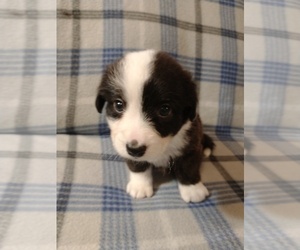 Cardigan Welsh Corgi Puppy for sale in DEFUNIAK SPGS, FL, USA
