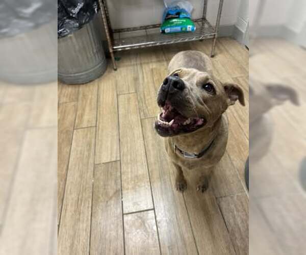 Medium Photo #3 Staffordshire Bull Terrier-Unknown Mix Puppy For Sale in Rowlett, TX, USA