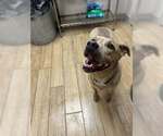 Small #2 Staffordshire Bull Terrier Mix