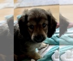Small #3 Dachshund