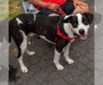 Small Photo #13 Mutt Puppy For Sale in Canton, CT, USA