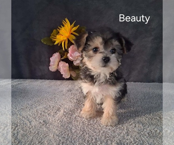 Medium Photo #1 Yo-Chon Puppy For Sale in MOUNT PLEASANT, MI, USA