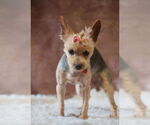 Small #4 Mutt
