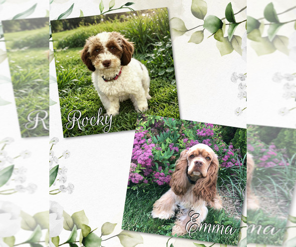 Medium Photo #1 Cockapoo (Toy) Puppy For Sale in PAYETTE, ID, USA