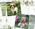 Image preview for Ad Listing. Nickname: Litter of 7