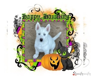 Siberian Husky Puppy for sale in CEDAR HILL, MO, USA