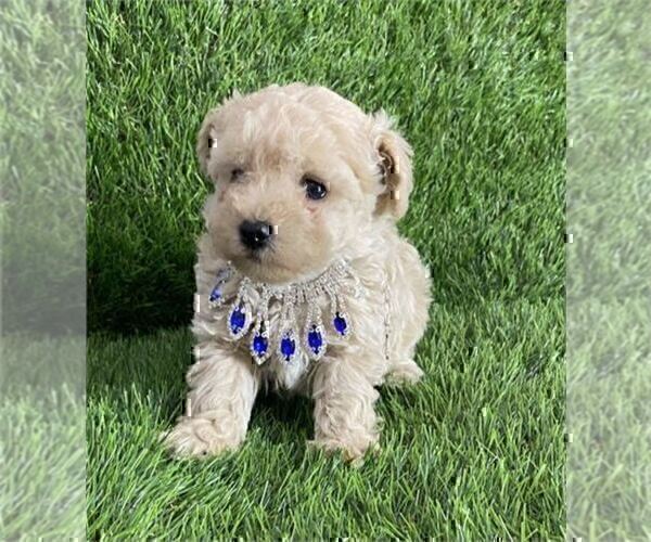 Medium Photo #19 Poodle (Toy) Puppy For Sale in ALEXANDRIA, VA, USA