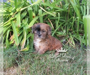 ShihPoo Puppy for sale in LE MARS, IA, USA