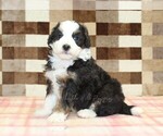 Small #3 Bernedoodle (Miniature)