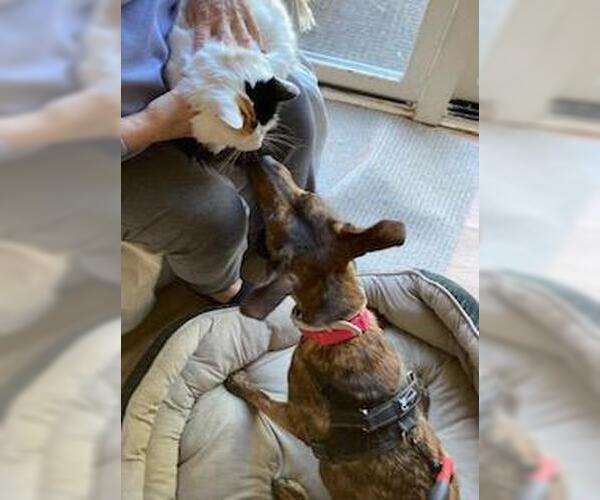 Medium Photo #10 Labrador Retriever-Spaniel Mix Puppy For Sale in Coventry, CT, USA