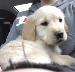 Golden Retriever Puppy for sale in KEENE, NH, USA